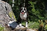 BOSTON TERRIER 035